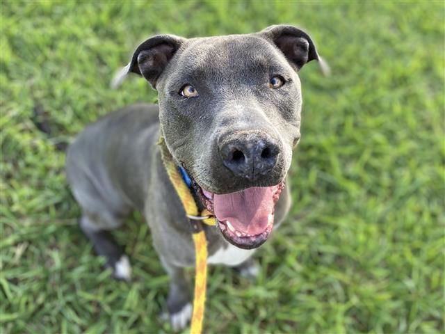 Adopt a friend: Odysseus